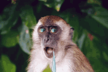 Monkey Drool GIF - Monkey Drool Banano GIFs