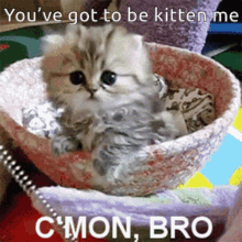 Youve Got To Be Kitten Me Cmon Bro GIF - Youve Got To Be Kitten Me Cmon Bro Cute Cat GIFs
