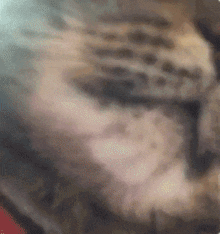 a blurry picture of a cat 's face with a red background