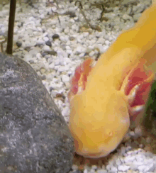 kiss axolotl axolotls kissing aquarium
