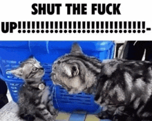 Cat Shut Up GIF - Cat Shut Up GIFs