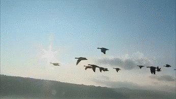 Birds Geese GIF - Birds Geese Flying South - Discover ...