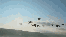 Birds Geese GIF - Birds Geese Flying South GIFs