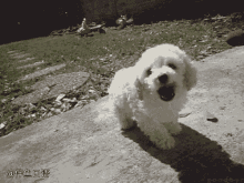 Dog Poodle GIF - Dog Poodle GIFs