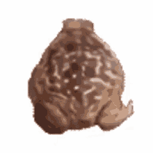 Froge Spinning GIF - Froge Spinning Frog GIFs