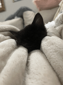 Cute Cat Sleepy GIF - Cute Cat Cute Cat GIFs
