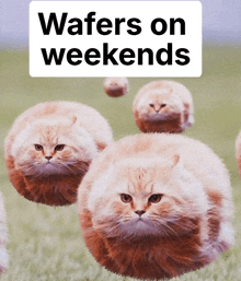 a bunch of cats are floating in the air with the words wafers on weekends above them