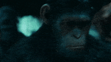 Planet Of The Apes Caesar GIF