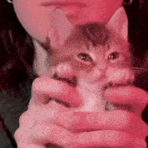 a woman is holding a small kitten in her hands in a pink light .