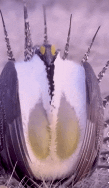Greater Sage-grouse Grouse GIF - Greater Sage-grouse Grouse Bird GIFs