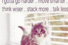 a kitten is sitting in front of a window with blinds and a quote about stacking more