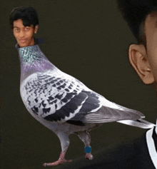 Pigeon Human Pigeon GIF
