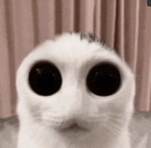 a close up of a white cat 's face with large black eyes