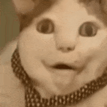 a close up of a cat wearing a necklace and making a funny face .