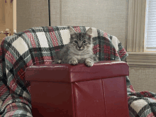 Hi My Name Is Syl I Am A Rescue With A New Home GIF - Hi My Name Is Syl I Am A Rescue With A New Home GIFs