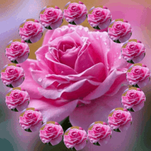 Rose Flower GIF - Rose Flower Plant GIFs