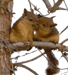 squirrel kisses love heart