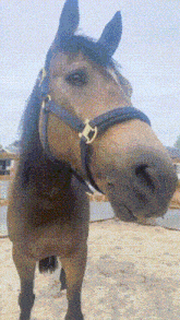 a brown horse wearing a black bridle is standing in the dirt and looking at the camera .