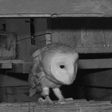 Observing Barn Owl GIF - Observing Barn Owl Robert E Fuller GIFs