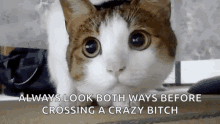 cat curious back and forth always look both ways before crossing a crazy bitch
