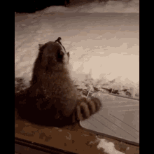 Raccoon Gioia GIF - Raccoon Gioia Mai Una Gioia GIFs