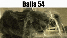 Balls Balls 54 GIF - Balls Balls 54 Cat GIFs