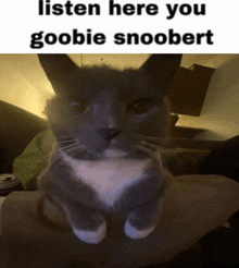 a gray and white cat is sitting on a couch with the caption listen here you goobie snoopert