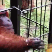 Banana! GIF - Orangutan Ape Banana GIFs