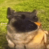 a dog is holding a butterfly in its mouth while looking at the camera ..