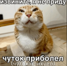 a cat is sitting on a wooden floor with a foreign language caption