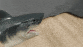 перчатка акула акула разговаривает GIF - перчатка акула акула разговаривает GIFs