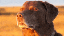 a close up of a brown dog 's face with its eyes closed in a field .
