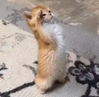 cat-salut.webp