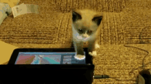 Cute Kitten And Netbook GIF - Kitten Cat Netbook GIFs