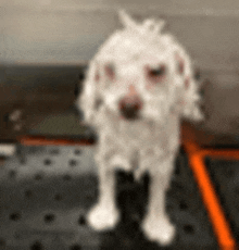 a white dog is standing on a black mat on a table .
