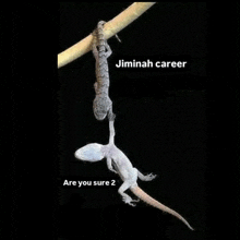 a lizard is hanging from a branch with the caption jimiah career