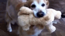 Dog GIF - Dog Toy Teddy Bear GIFs