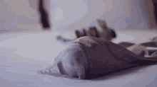 Soft Like A, Well... GIF - Bunnies Rabbits Surprise GIFs
