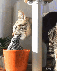 Cat Cactus GIF - Cat Cactus GIFs
