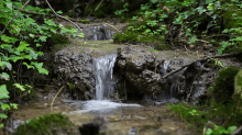Nature Water GIF - Nature Water Forest GIFs