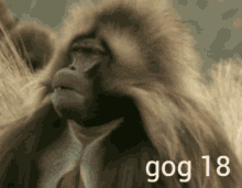 Gog Gog Monkey GIF - Gog Gog Monkey Gog Ape GIFs