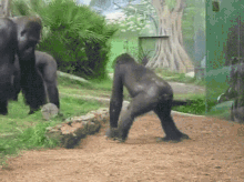 ape no fighting