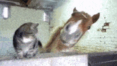 Cat Horse GIF - Cat Horse Cuddle GIFs