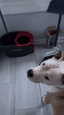 a dog standing in front of a mop bucket