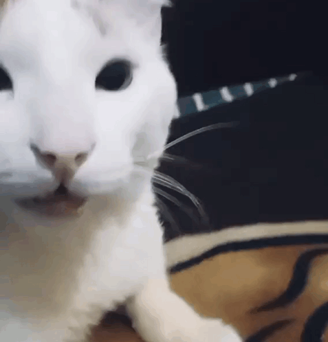 untitled.gif