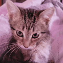 Angry Cat.gif - Pets   - Global Online Forum