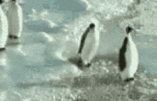 penguin bird animal snow slap