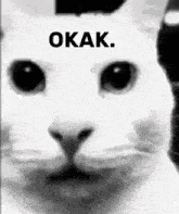 a close up of a cat 's face with the words " okak " written above it
