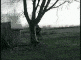 a person standing under a tree in a grassy field