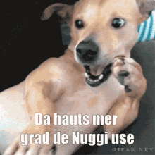 Da Hauts Mer Grad De Nuggi Use Dog GIF - Da Hauts Mer Grad De Nuggi Use Nuggi Dog GIFs